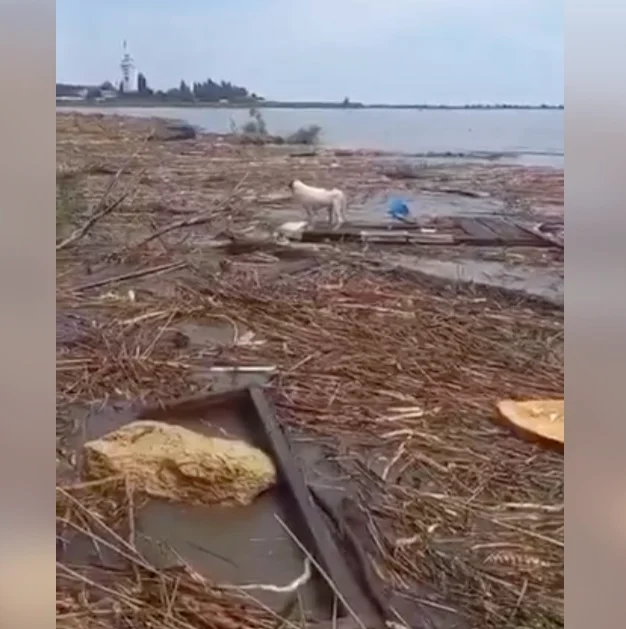 Пса из Херсонской области Течением принесло почти до Одессы, где его увидели и спасли местные. Фото: скрин видео