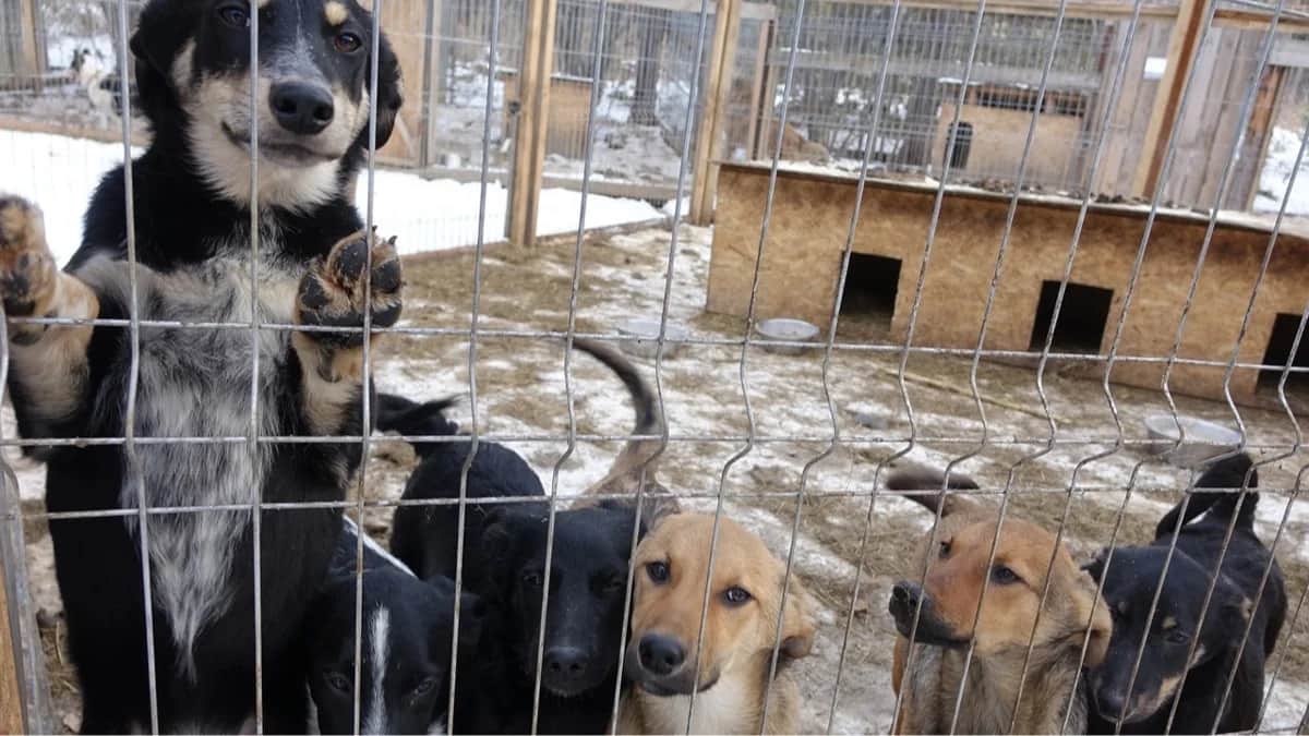 Фото: Благотворительный фонд помощи бездомным животным (ГорныйЩит)