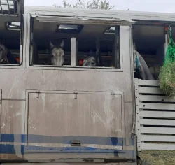 Фото: управление Россельхознадзора по Приморскому краю и Сахалинской области