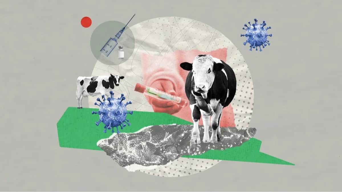 Иллюстрация: Rina Lu / «Новая Газета Европа»