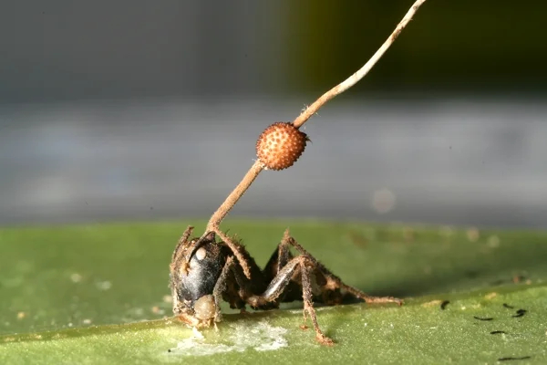 Ophiocordyceps unilateralis. Фото: Wikimedia Commons , CC BY 2.5