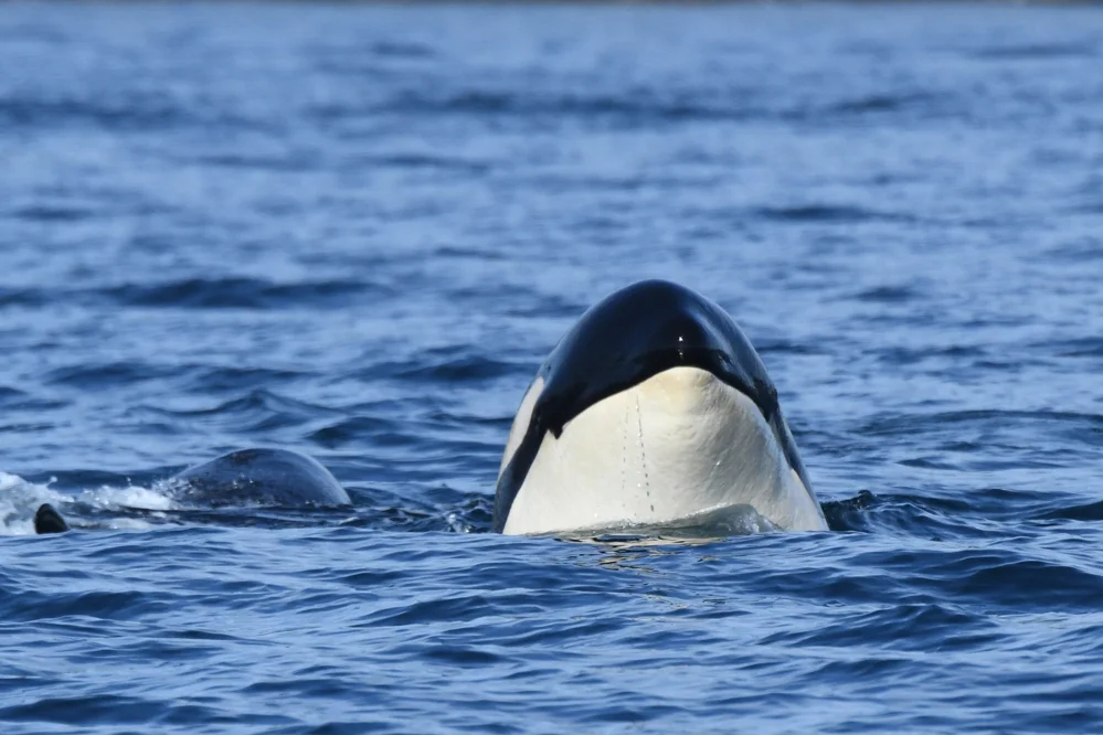 Фото: The Center for Whale Research