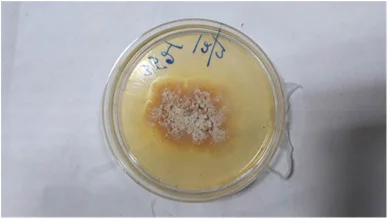 Фото: Chondrostereum purpureum/Science Direct